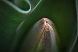 Tulip Bud_24951
